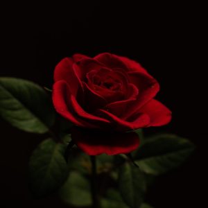 Vintage Tea Rose Bouquet