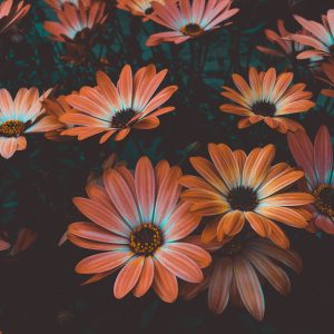 Fresh Lily & Eucalyptus Mix